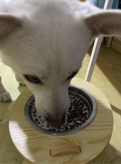 宠物食品测评:嗗达山羊奶口感佳,主子超爱喝!